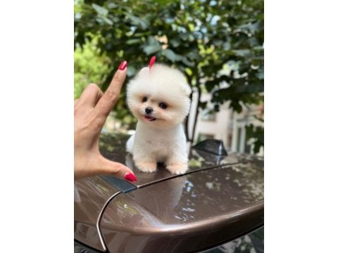 2 aylık erkek pomeranian yavru
