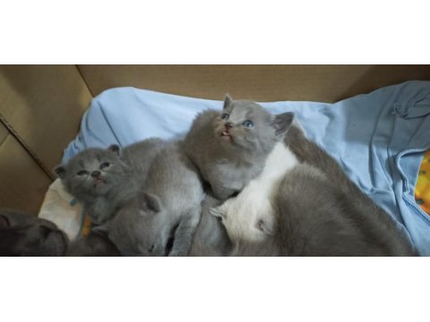 Dişi scottish fold yavru