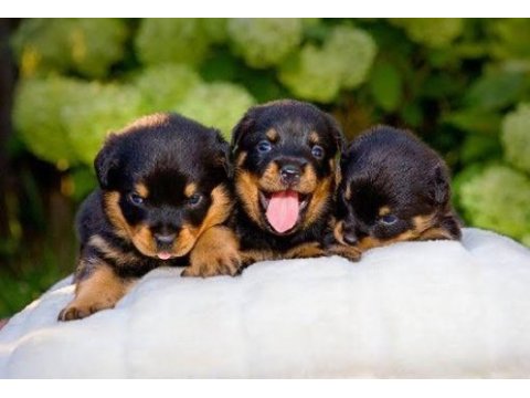 Afacan rottweiler bebekler kapıda ödeme mevcuttur