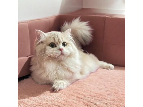 Safkan british longhair