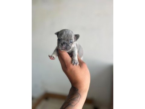 Exotic french bulldog yavrularım rezerveye açıktır