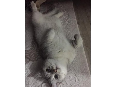 1 yaşında british shorthair kısır değil erkek