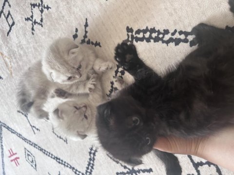Minik scottish fold yavrularım yeni yuvalarını arıyor!