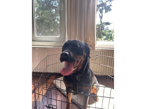 Safkan eğitimli rottweiler