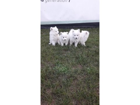 Akkuş üretim çiftliğinden samoyed yavruları