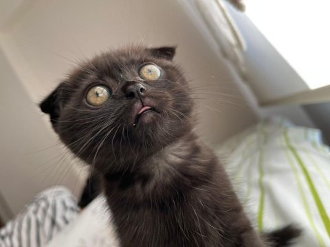 Oyuncu scottish fold kızım