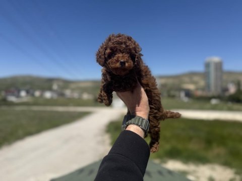 Wc eğitimli aşılı karneli toy poodle yavrular
