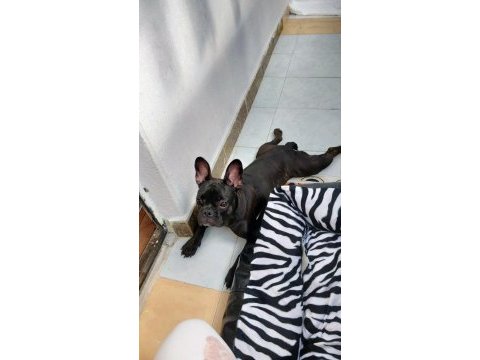 6 aylık dişi french bulldog