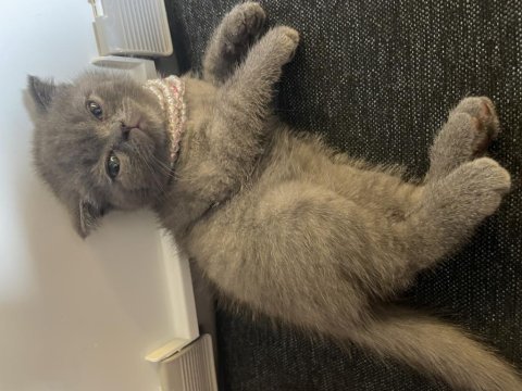 Minnoş scottish fold prenses
