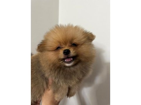 Irk garantılı tea cup pomeranian boo