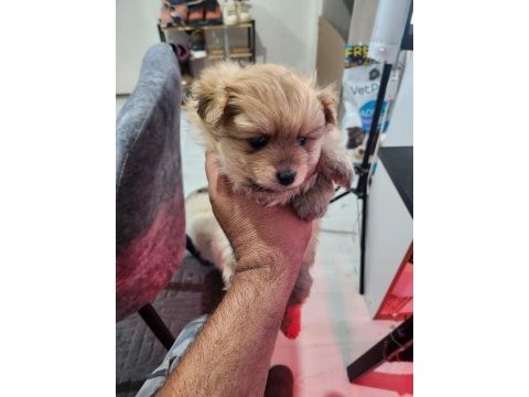 Rezerveye açık köpekler