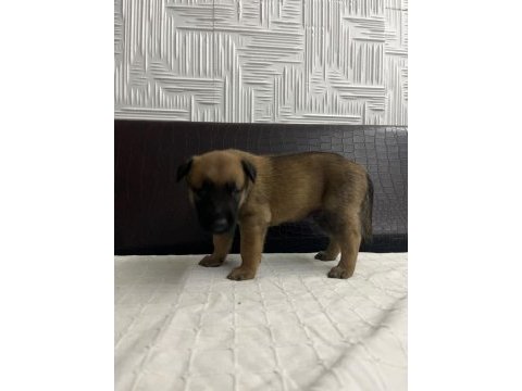 Malinois yavrular