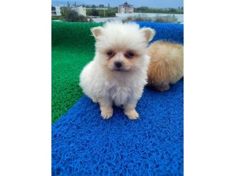 Irk ve sağlık garantili pomeranian spitz yavrular