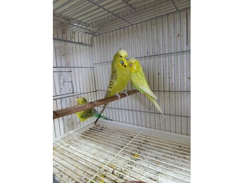 Jumbo muhabbet kuşları 2 çift
