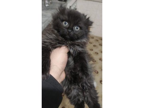 2 aylık scottish fold kırması yavru