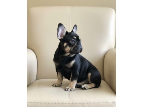 Aşılı eğitimli her renk ve fluffy taşıyan french oğlumuz