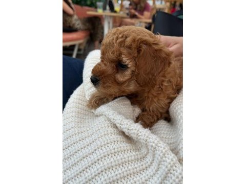 2 aylık toy poodle köpeğimiz