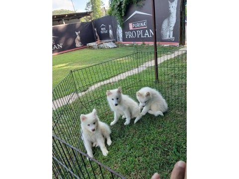 Pamuk gibi samoyed yavrular