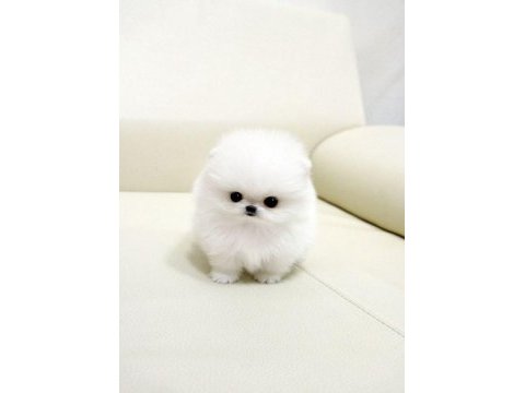 Pomeranian boo erkek dişi yavrularımız