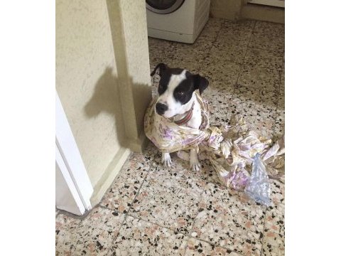 Hataydan depreminden getirdik köpek fazlalığı nedeniyle