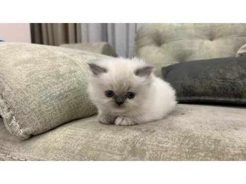 British longhair bluepoint