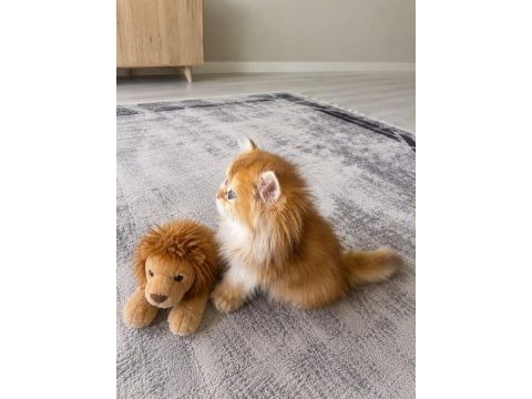 Neslinin en iyisi golden ny12 longhair british yavrular