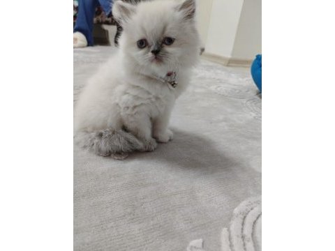 Blue point dişi scottish fold yavrularımız