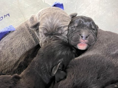 Cane corso yavrular orjinaldir