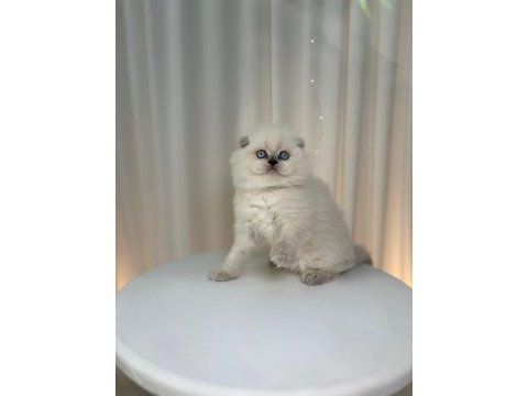 Irk ve sağlık garantili scottish fold yavrular
