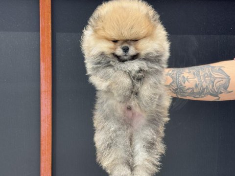 Petmode köpek çiftliğinde ziyarete açık pomeranian