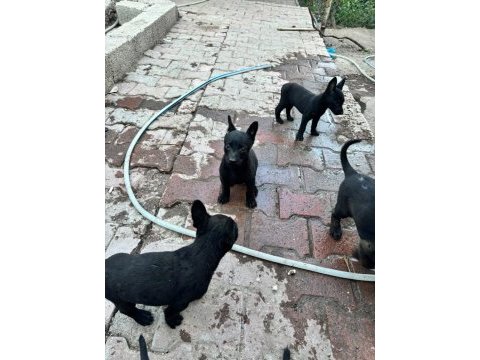 Belçika malinois köpeği
