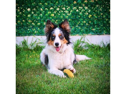 Şecereli border collie