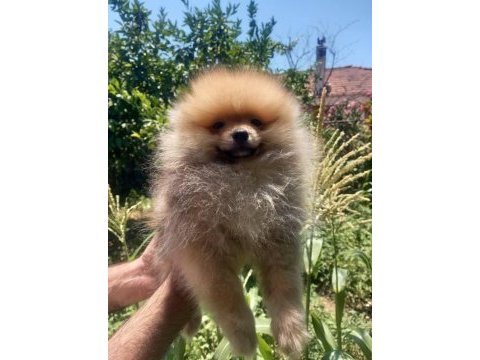 Pomeranian boo beyaz ve orange yavrular