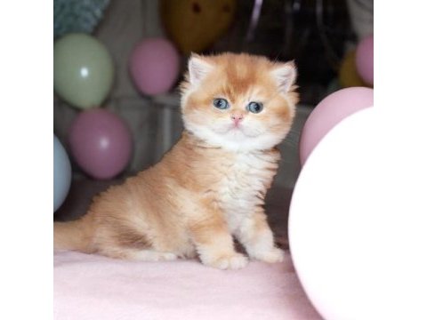 British shorthair türkiyede eşi benzeri yok