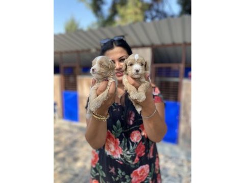 Safkan maltipoo yavrularım