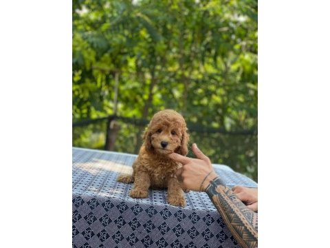 En micro poodle en özeli benim olsun isteyenlere