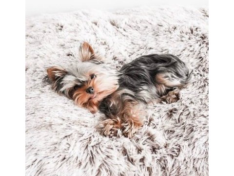 Teacup köpeğimiz daha büyümeyecek