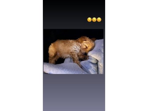 2 aylık yakışıklı maltipoo cinsi oğlumuz