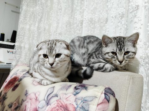 Yavru british shorthair 4 aylık