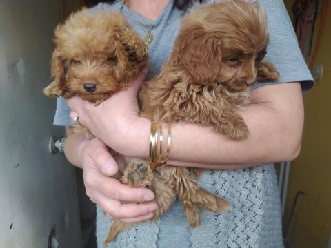 Maltipoo yavrular