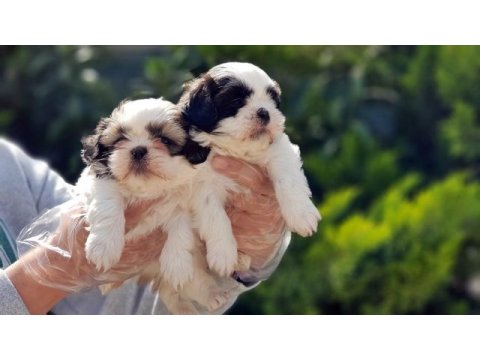 Shih tzu yavrusu
