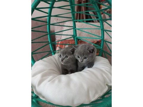 Minik british shorthair yavrularımız gitmeye hazırlar