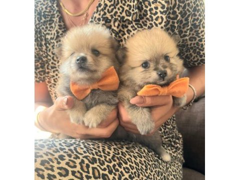 Pomeranian bebişler sıfır boy ilk aşıları yeni uygun