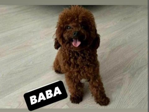 Toy poodle kore orjinal ev ortamında