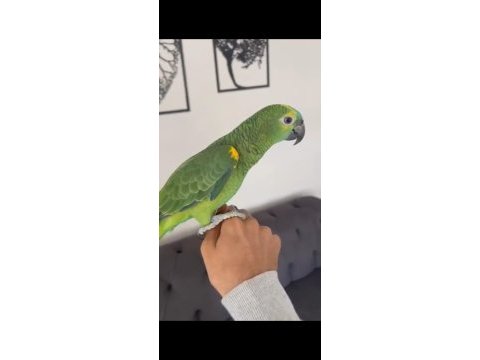 Blue front amazon papağanı üst düzey