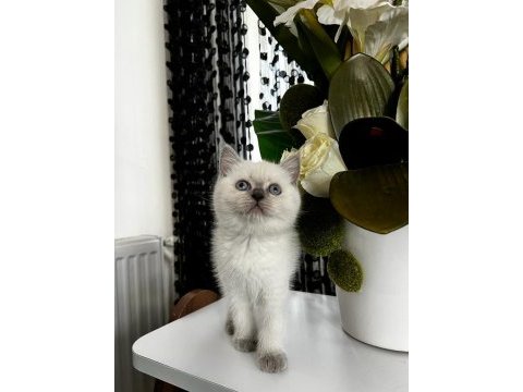 British shorthair blu point 2 aylık yavru