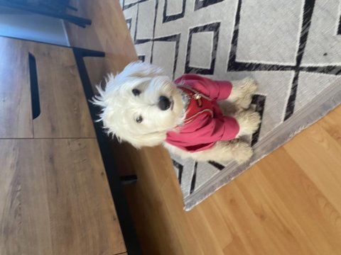 Tatlş köpeğimiz