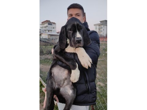 Great dane danua yavrular