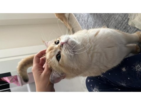 British ny12 erkek kedi
