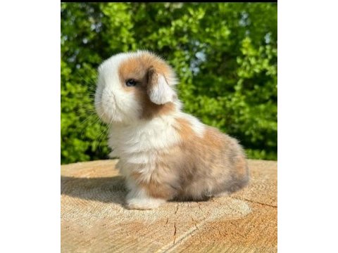 Hollanda lop ve teddy lop tavşanlar